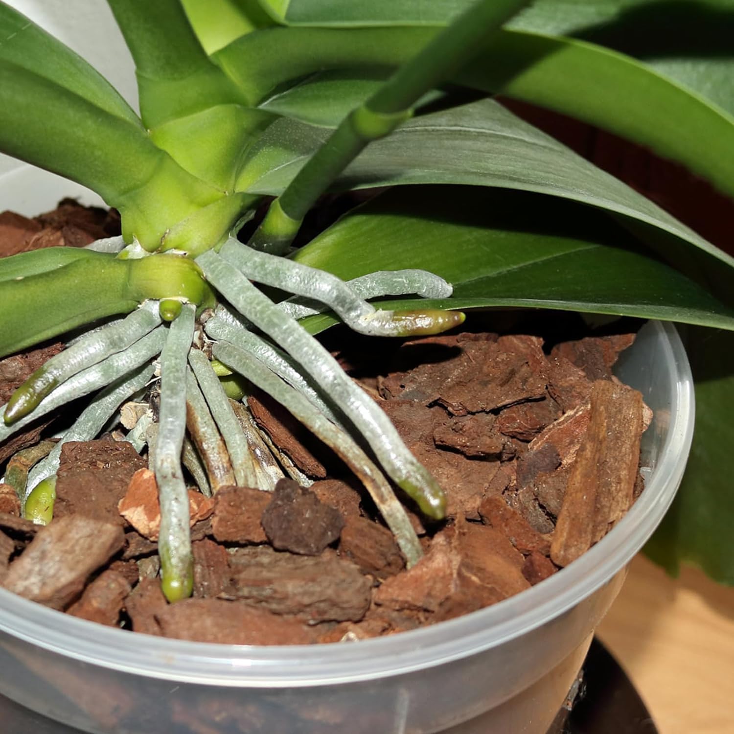 Omitgoter Orchid Bark 1qt pot decoration and soil enrichment.