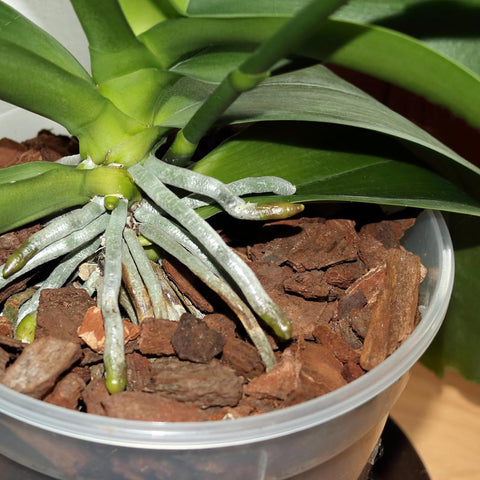 Omitgoter Orchid Bark 1qt pot decoration and soil enrichment.