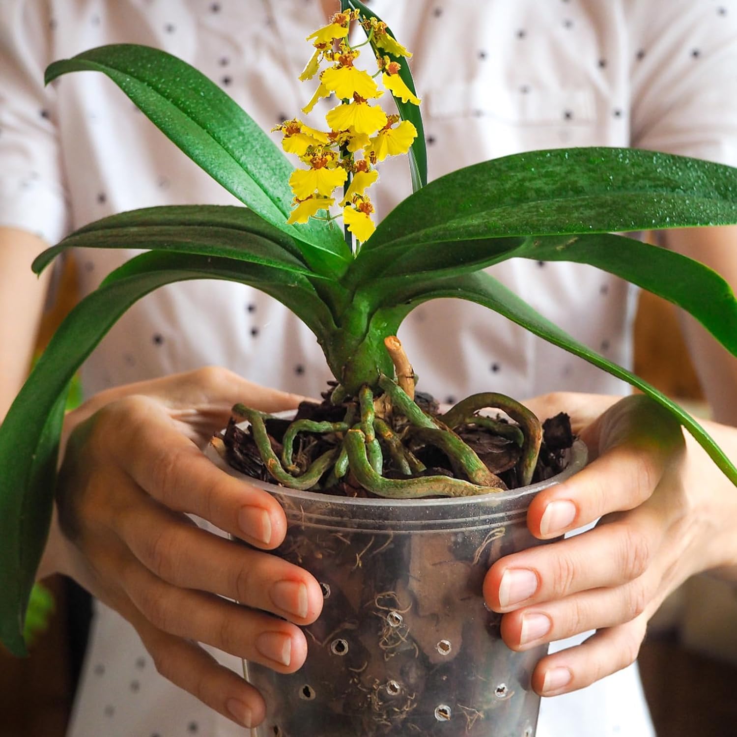Omitgoter Orchid Bark 1qt promotes root ventilation and moisture balance.