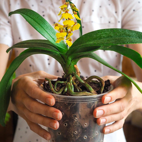 Omitgoter Orchid Bark 1qt promotes root ventilation and moisture balance.