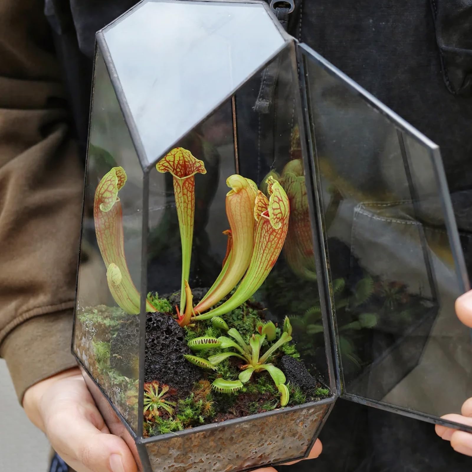Omitgoter pH-optimized carnivorous soil supports nutrient uptake.