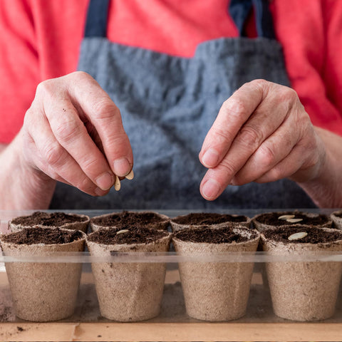 Omitgoter peat moss ideal for seed starting and germination media.
