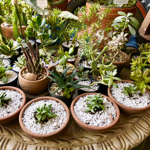 Omitgoter perlite is lightweight and easy to handle in soil conditioning