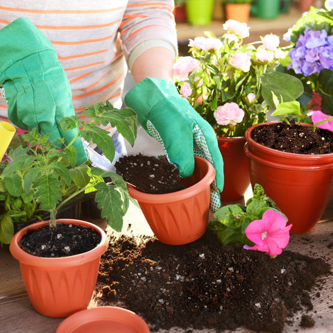 Omitgoter perlite in nursery blends anchors young plant roots
