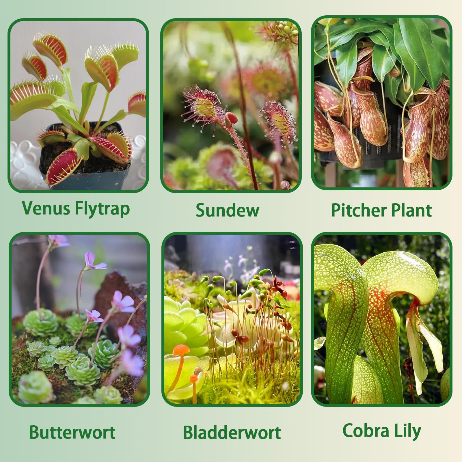 Omitgoter pH-optimized-soil promotes efficient nutrient uptake for diverse species.