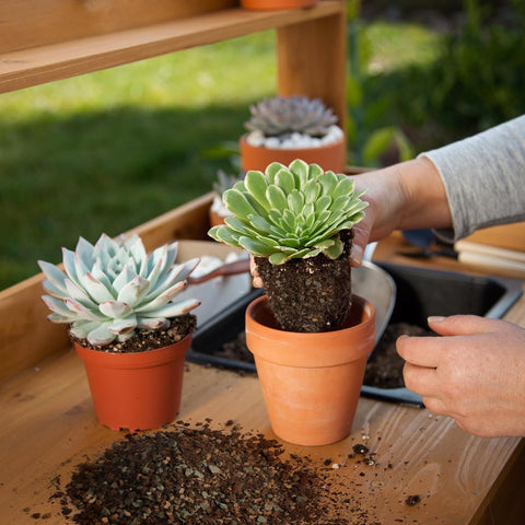 Containers with succulents using Omitgoter soil for healthy growth
