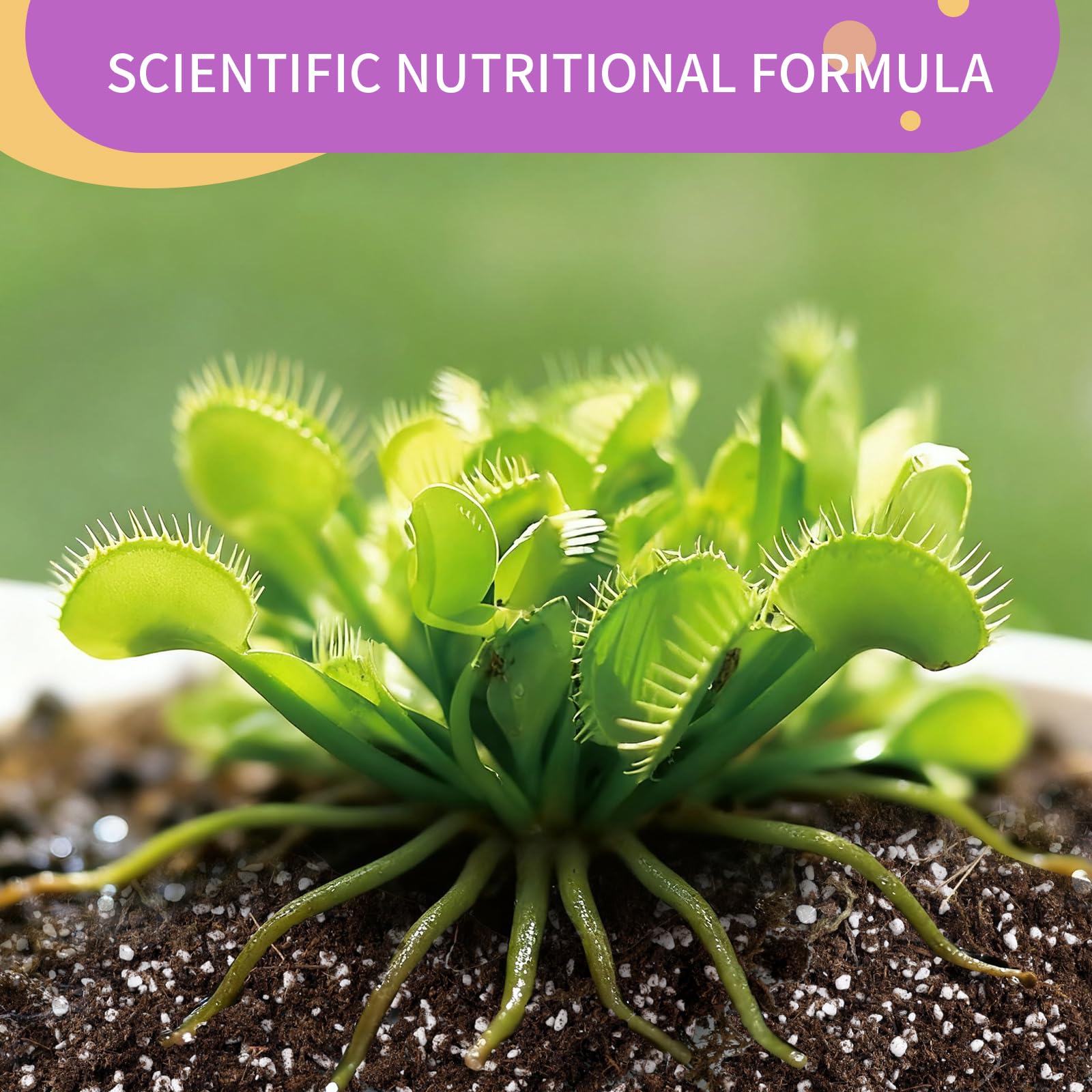 Omitgoter soil for Venus Fly Trap in container emphasizes healthy root development.