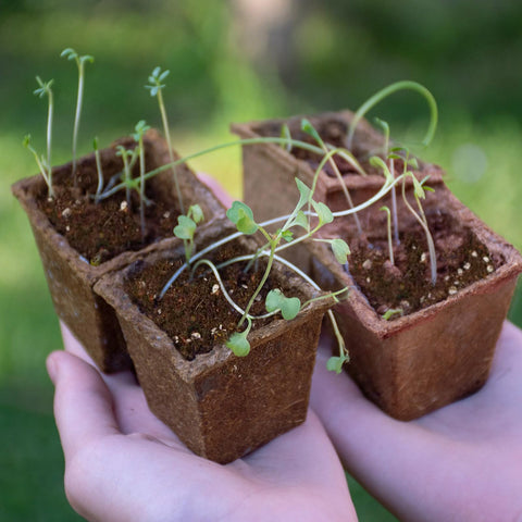 Omitgoter seedling soil nutrients-particles highlights nutrient-rich mix for early growth.