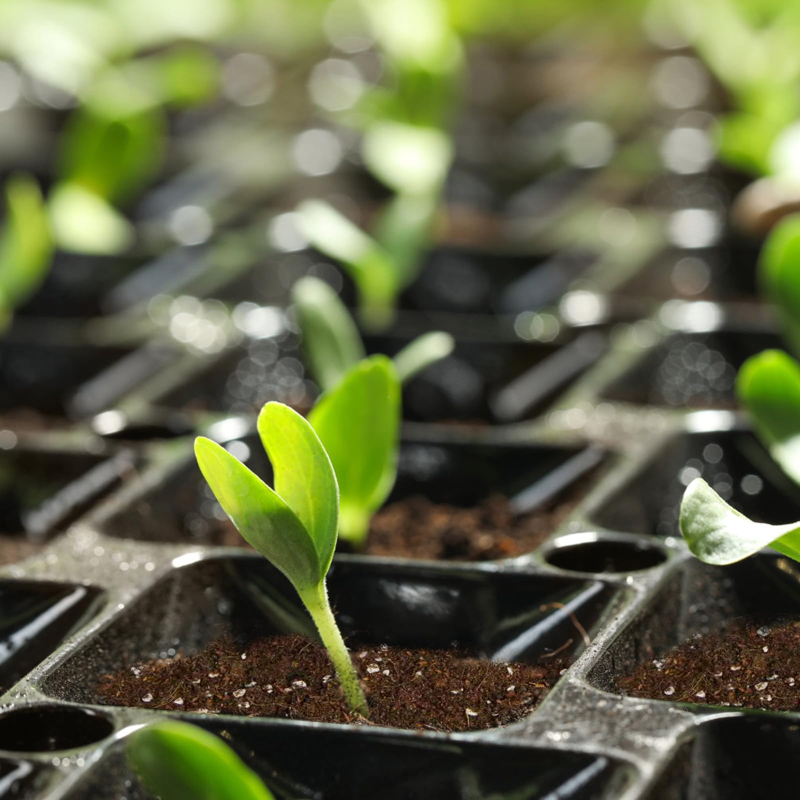 Omitgoter nutrient-rich seedling soil for early growth.