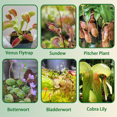 Omitgoter Venus flytrap in pot closeup highlights moisture-balanced soil.