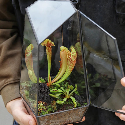 Omitgoter venus-pitcher-sundew soil supports multiple species with optimized performance.