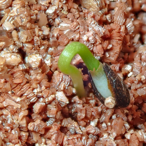 Omitgoter vermiculite image highlights pH-neutral soil additive benefits.