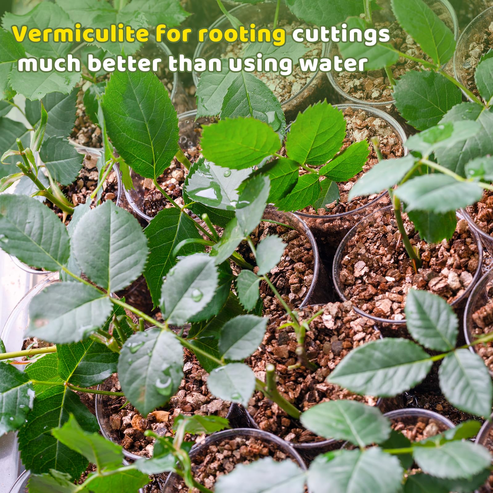 Omitgoter vermiculite seed starting process close-up supports germination.