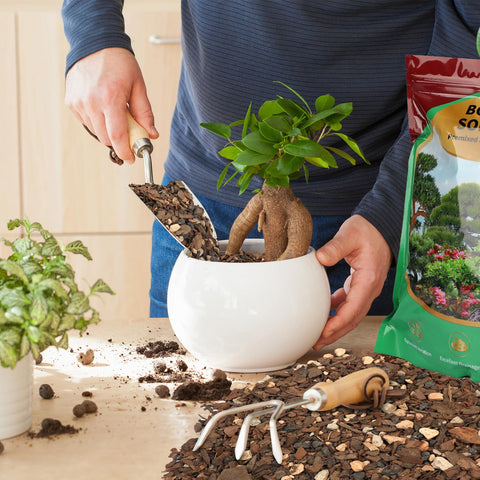 Omitgoter versatile bonsai soil used on juniper maple and pine