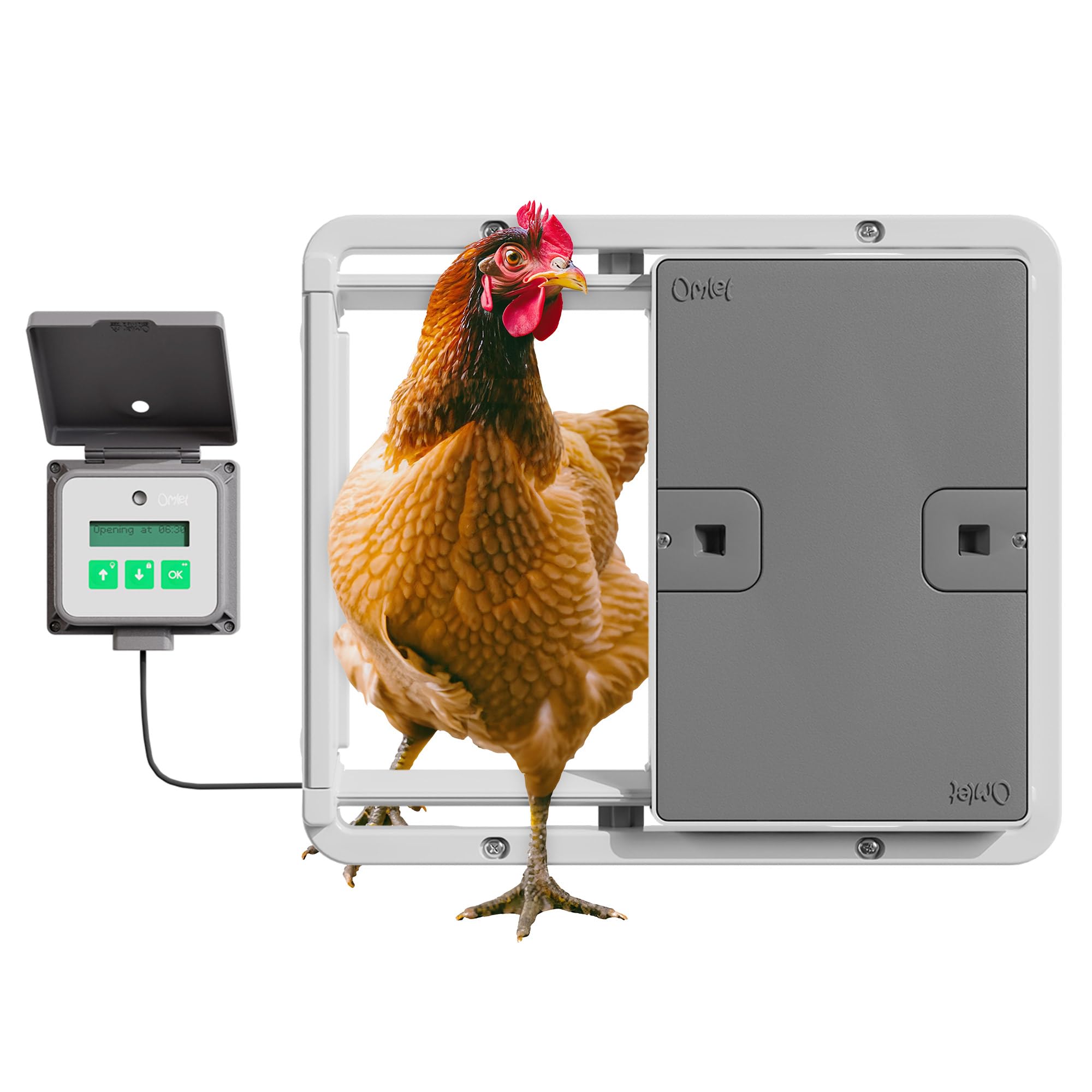 Omlet Automatic Chicken Coop Door in motion enabling daily hen access