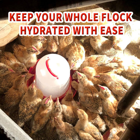 Oncpcare gravity-fed no-spill base chicken waterer reduces coop mess.