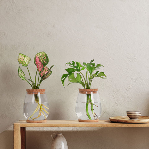 onepeng glass terrarium jar showcases elegance while housing leafy cuttings