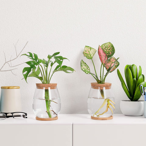 onepeng multi-use propagation jars for versatile hydroponic setups and gifting