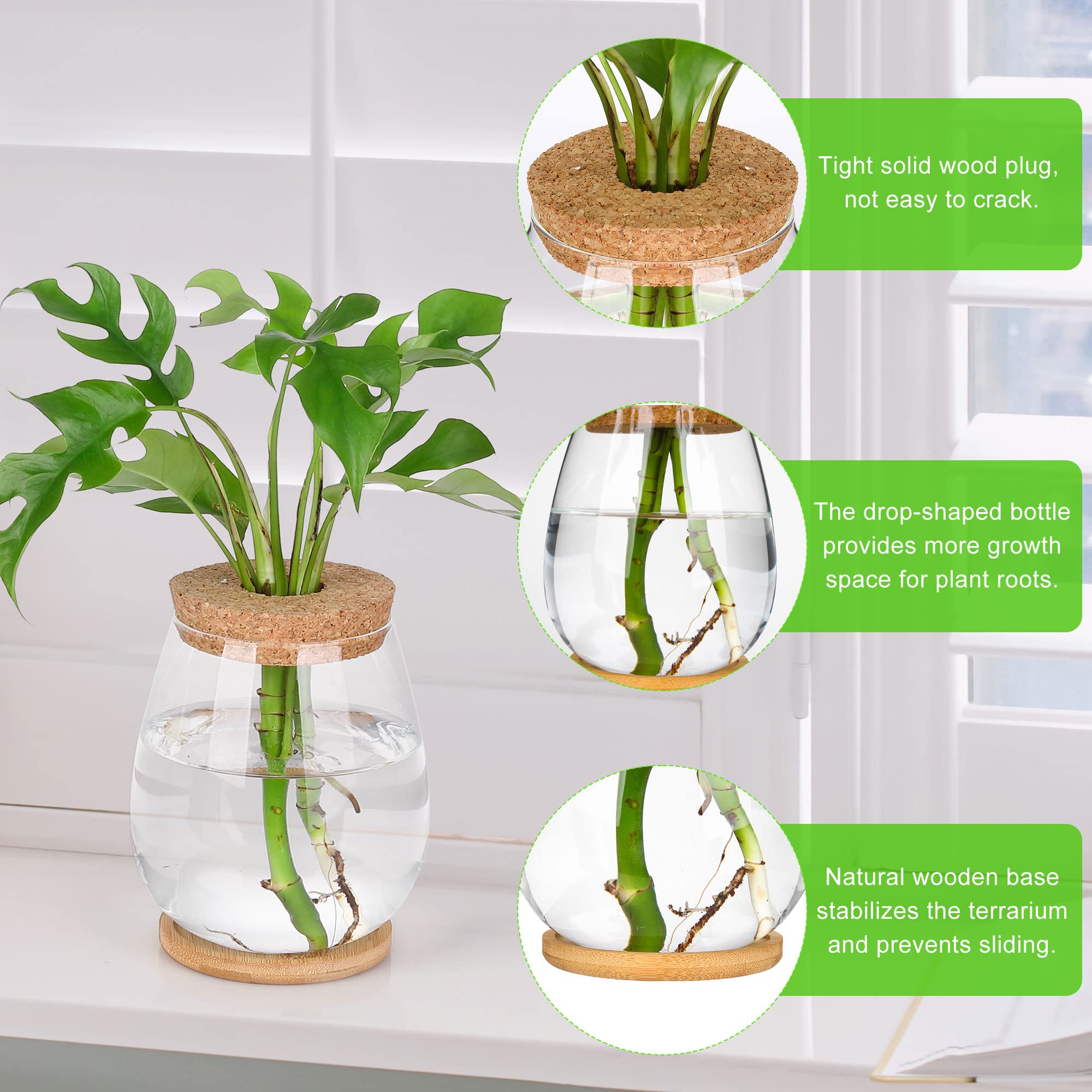 onepeng propagation vase closeup emphasizing clear glass and air-root space for cuttings