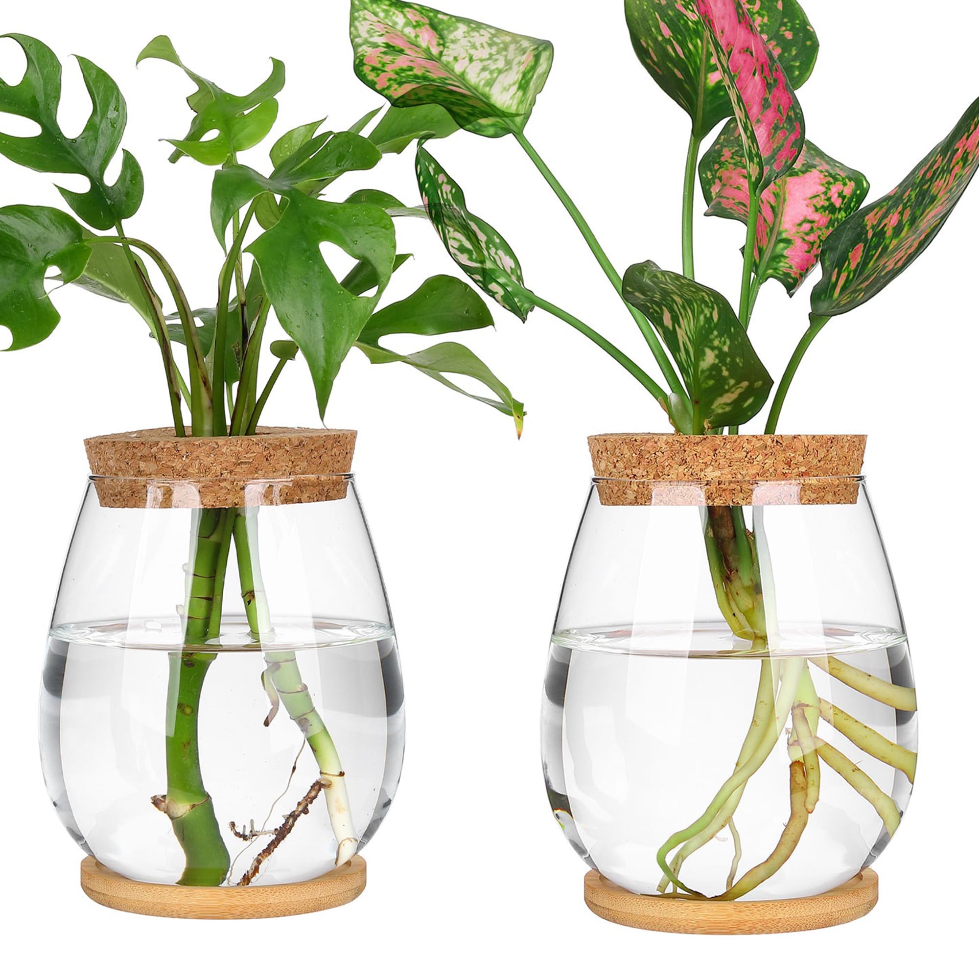 onepeng propagation vase with wood base for elegant home propagation and visible root growth