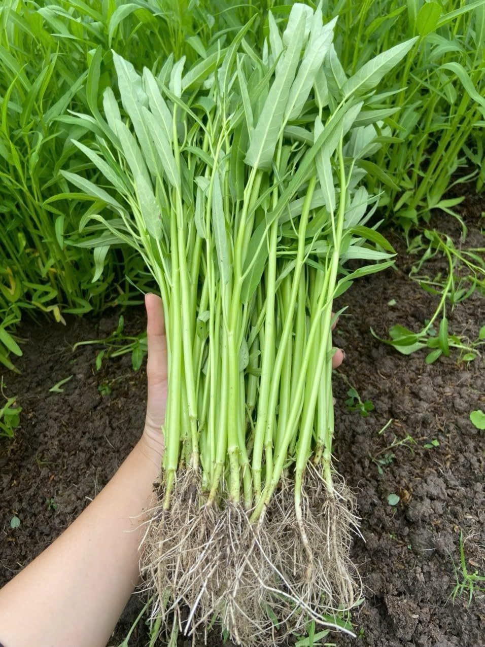 Ong Choy seeds germination rate visual with high viability for home gardens.