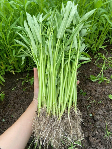 Ong Choy seeds germination rate visual with high viability for home gardens.
