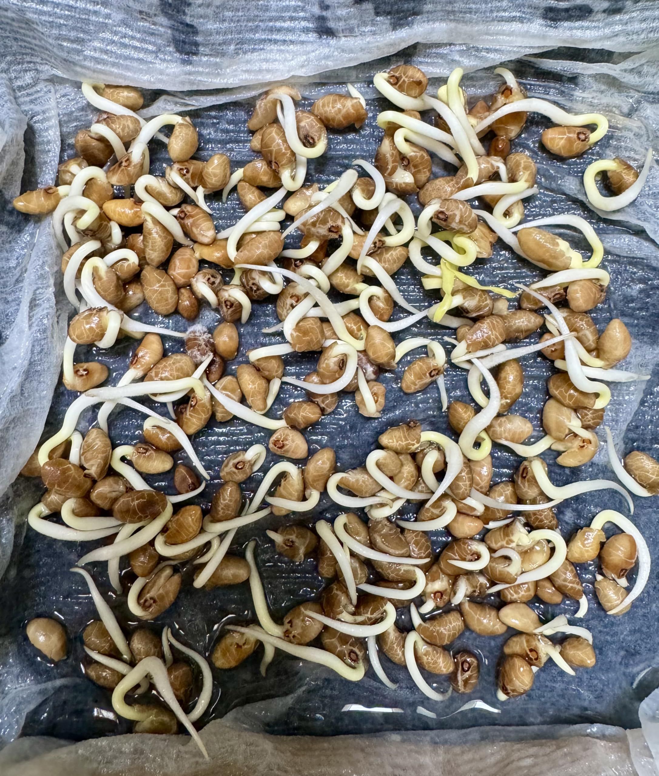 Ong Choy seeds harvest-ready stems image suitable for fresh home-cooked greens.