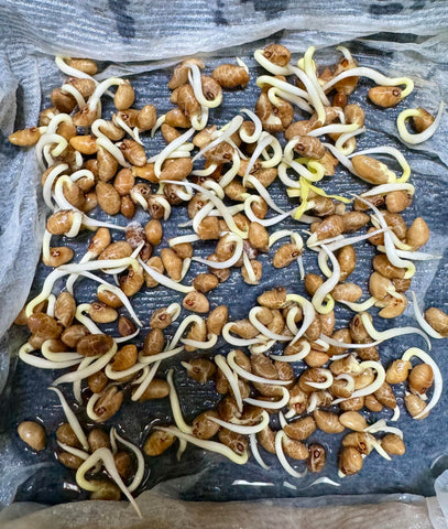 Ong Choy seeds harvest-ready stems image suitable for fresh home-cooked greens.