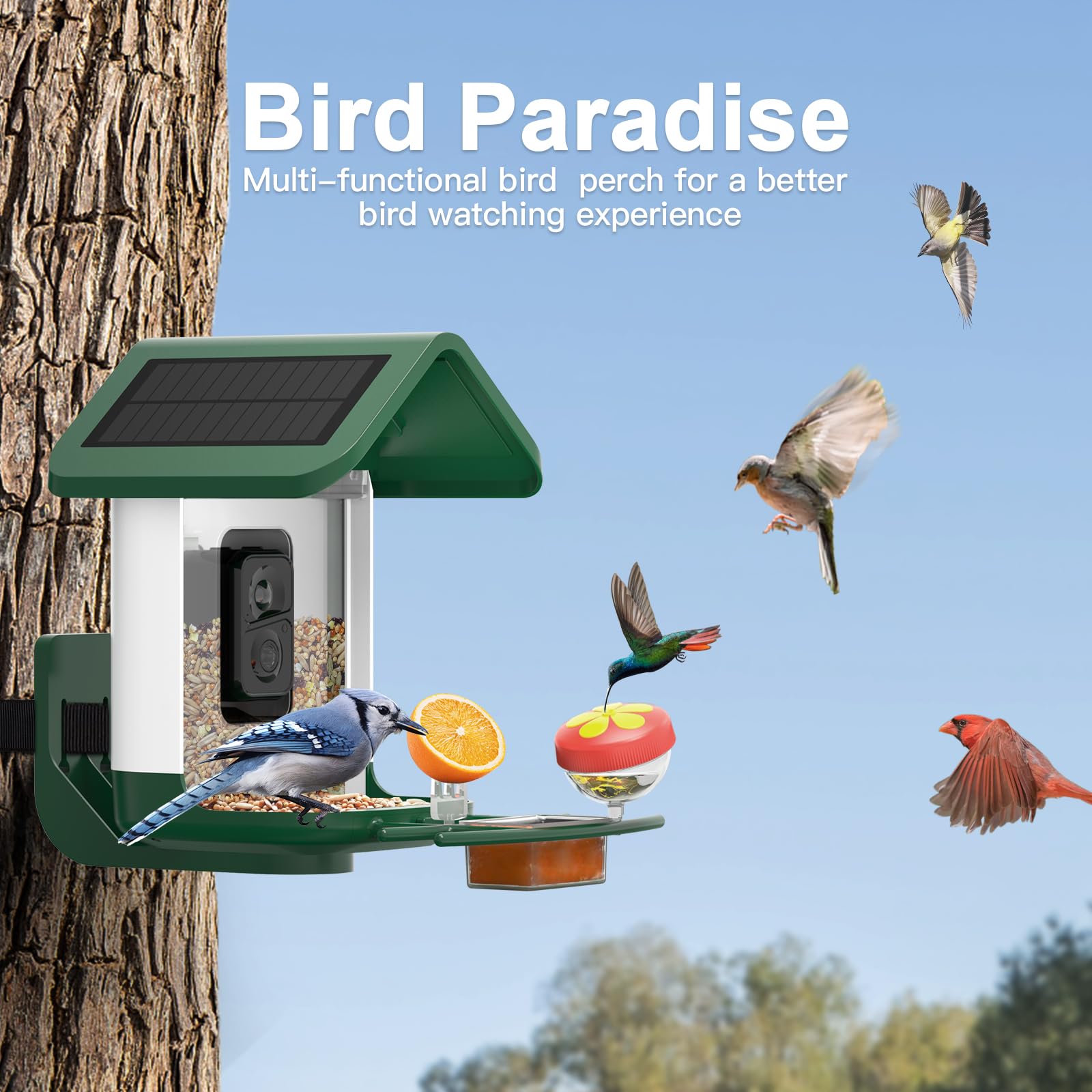 Onlyfly bird detection alerts keep you updated on visits