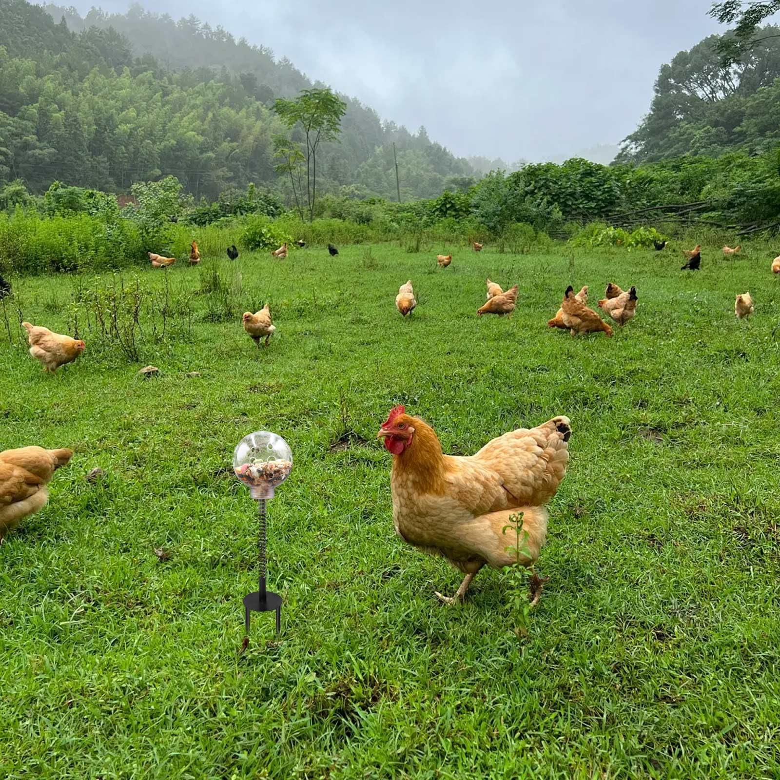 Oooct chicken pecking toy swing feeder mid-action promotes slower eating