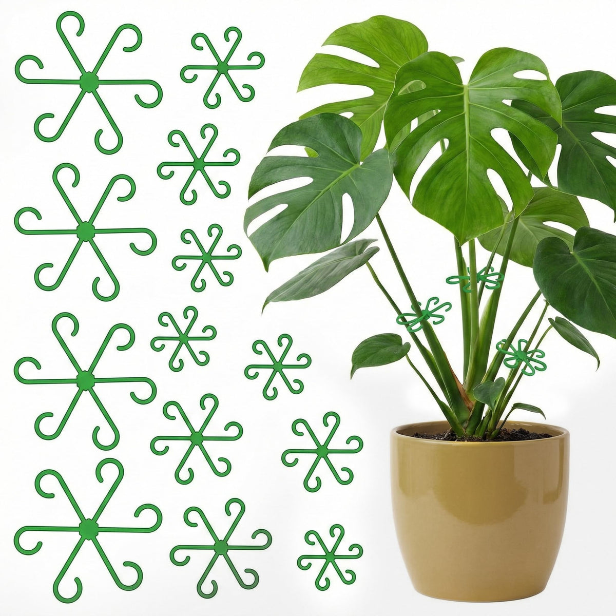 Opasyo 16pcs stem supports stabilize growing monstera stems.