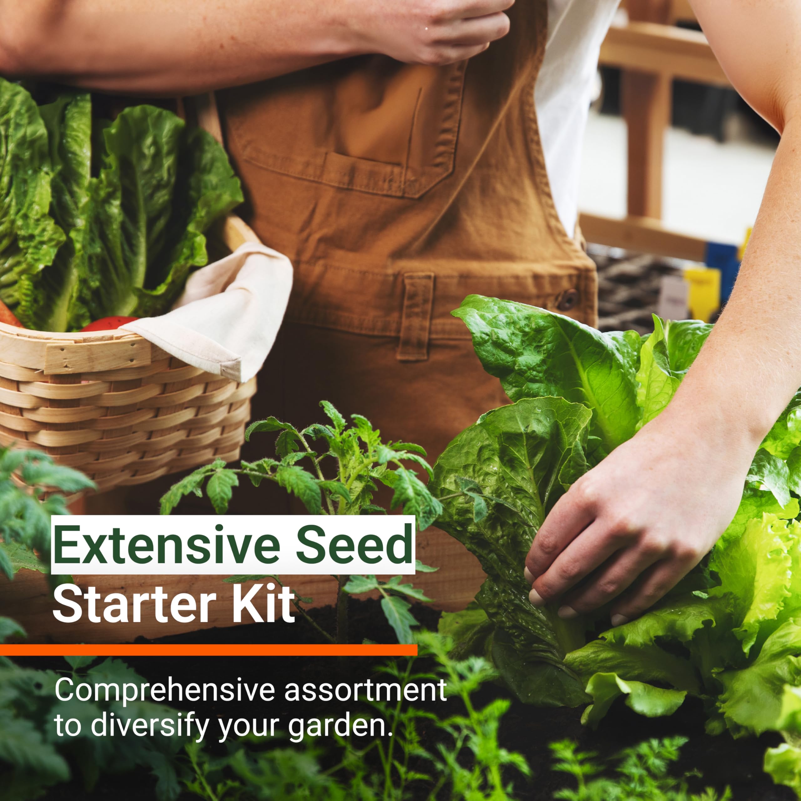 Open Seed Vault basil seeds for aromatic, homegrown basil ready to flavor meals.