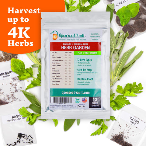 Open Seed Vault cilantro seeds ideal for zesty garnishes and salsas.