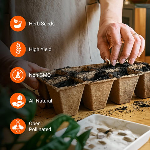 Open Seed Vault dill seeds for fresh cucumbers and creamy dressings.