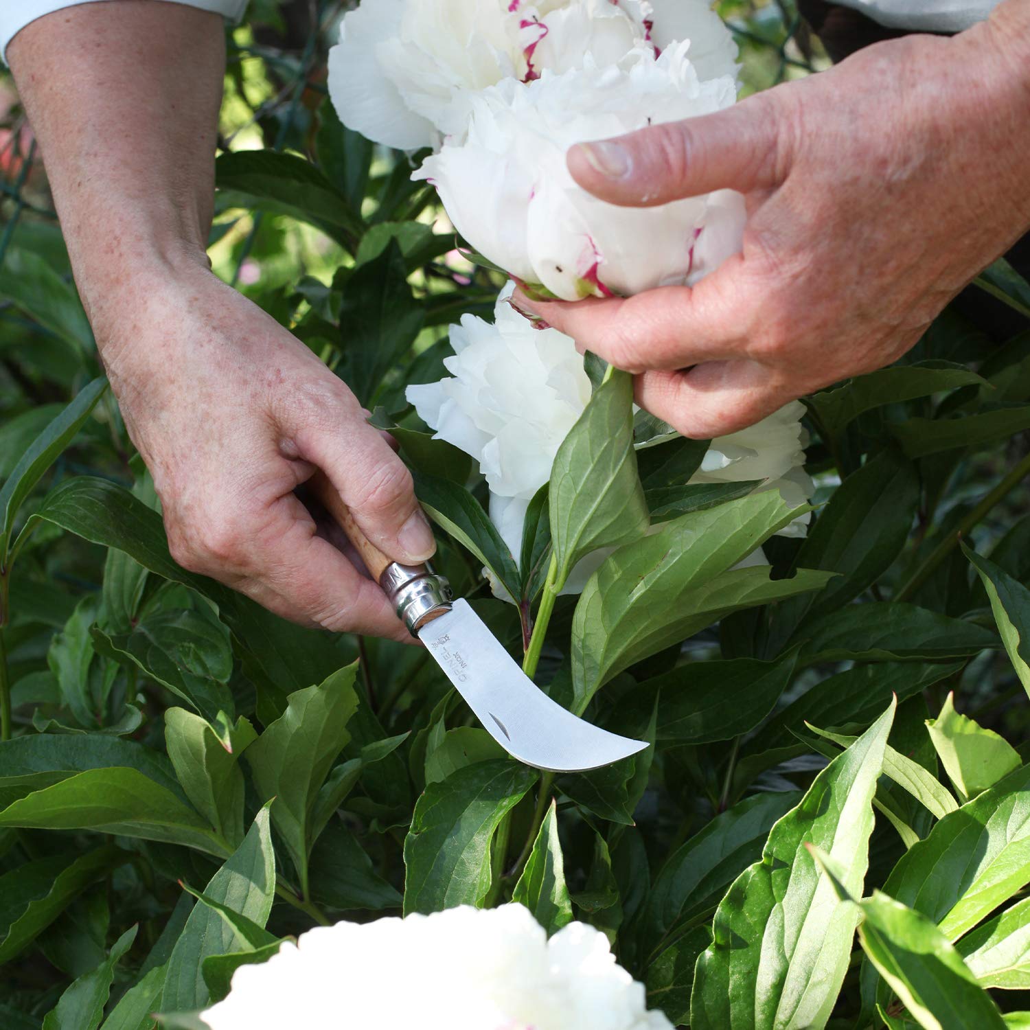 Opinel No.8 pruning knife handle beechwood, built for durable garden use