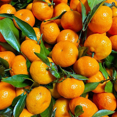 Orange seeds germination care for healthy seedling growth.