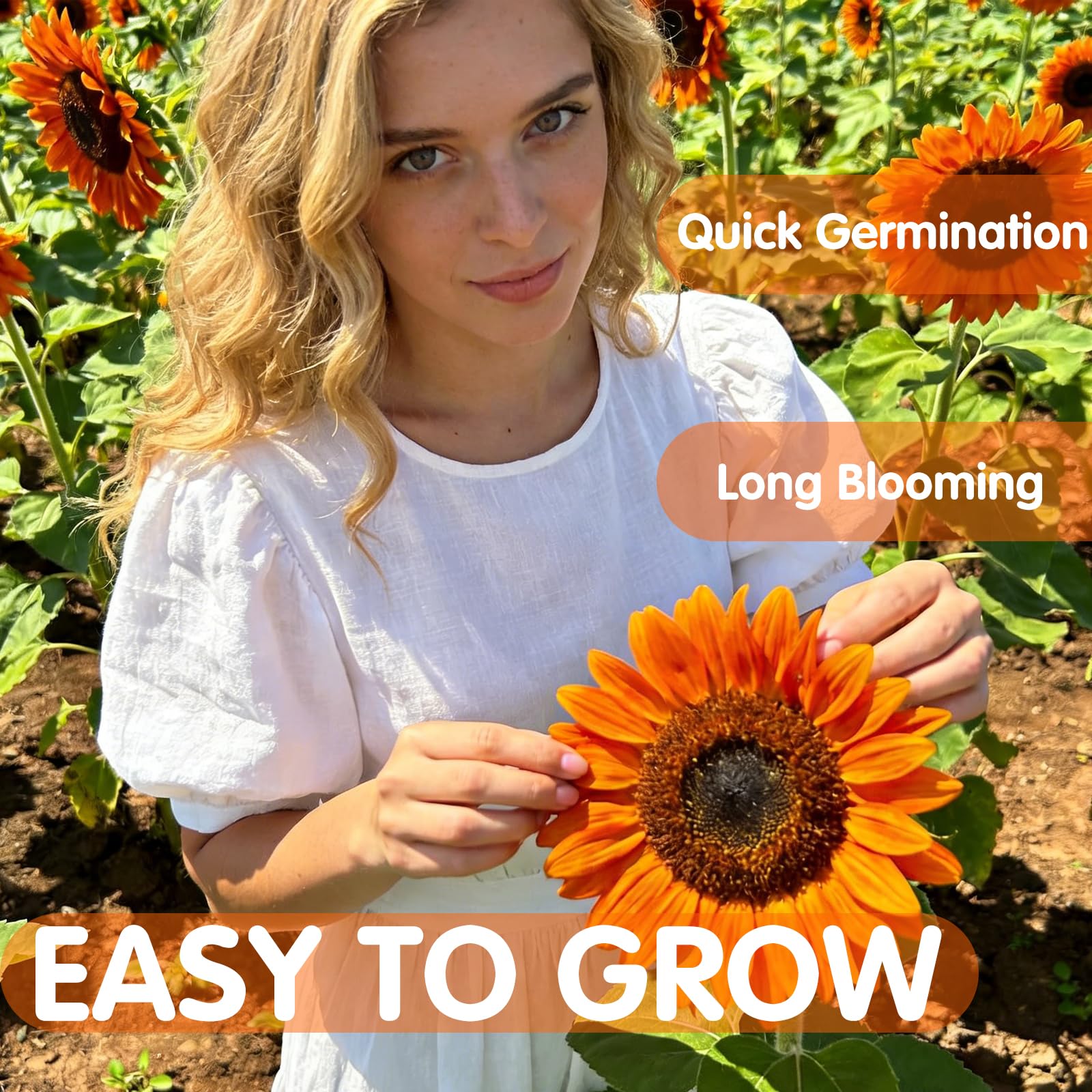 Tall orange sunflowers with strong stems in a garden bed.