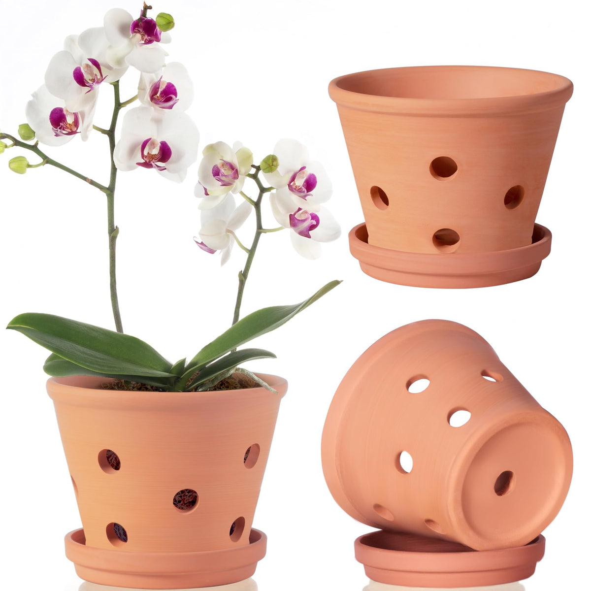 Orceler 6-inch terracotta orchid pot with holes for airflow and drainage.