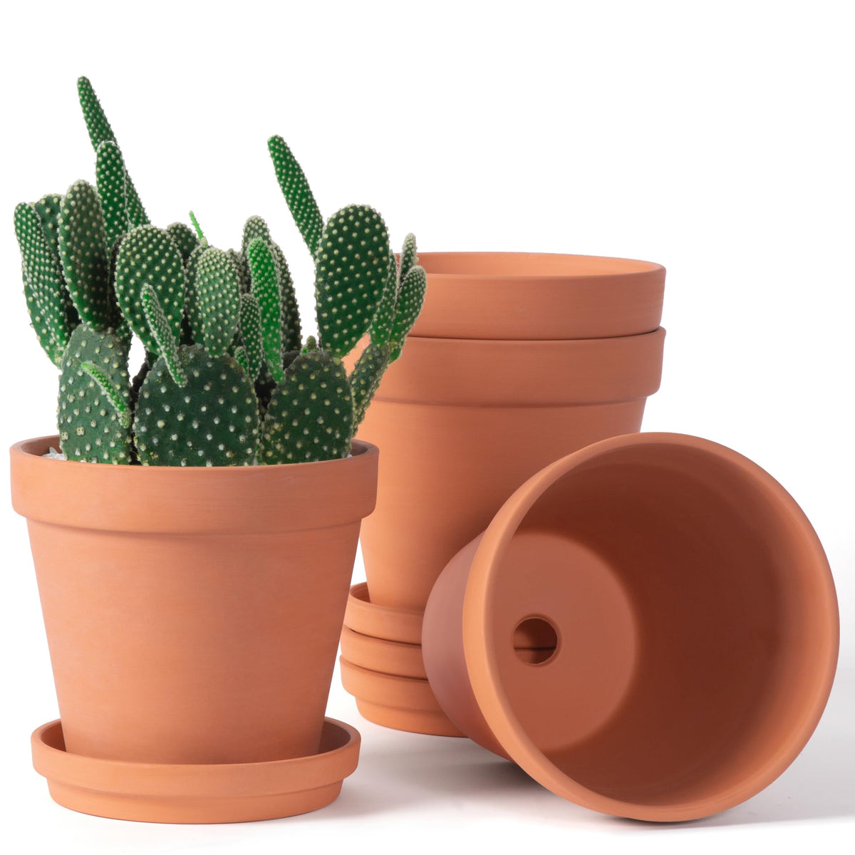 Orceler 6-inch terracotta pot with drainage hole for better watering control.