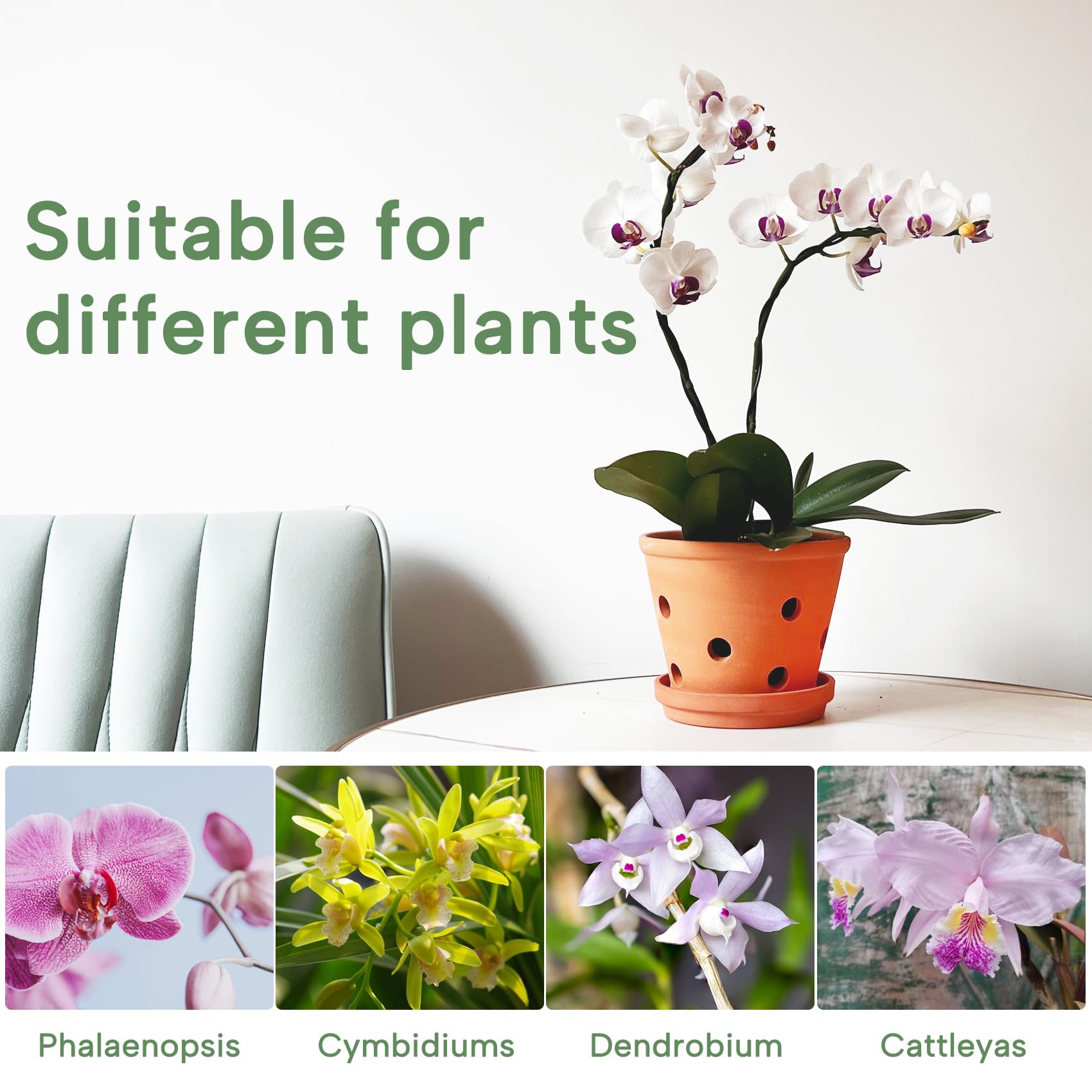 Orceler rustic terracotta pot supports Phalaenopsis and other small orchids.