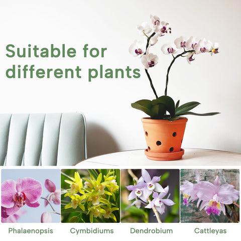 Orceler rustic terracotta pot supports Phalaenopsis and other small orchids.