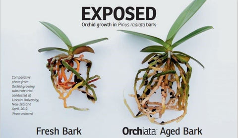 Orchiata orchid bark holds moisture and nutrients at chip surface for healthy roots