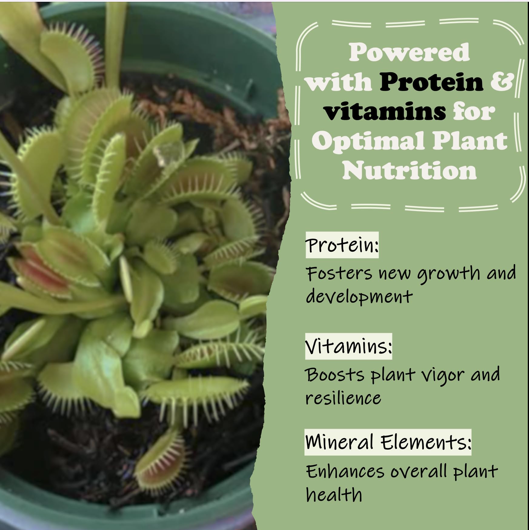 Orchid Gene Pitcher Plants cubes help efficient digestion and nutrient delivery.