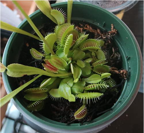 Orchid Gene Venus Flytrap Food packaging keeps the gel cubes fresh.