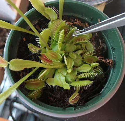 Orchid Gene versatile food for Venus Flytrap, sundew, and pitcher plants.