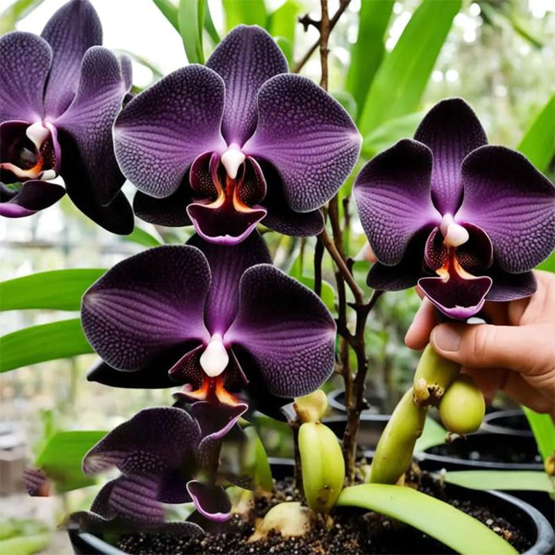 110+ Mix Orchid Seeds germination and bloom preview in pots