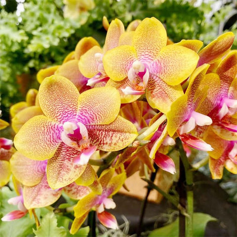 110+ Mix Orchid Seeds container setup for indoor gardening