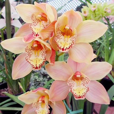110+ Mix Orchid Seeds growing tips for home gardeners
