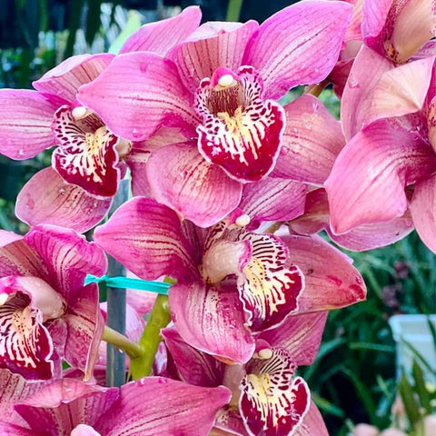 110+ Mix Orchid Seeds used as indoor decor and focal point
