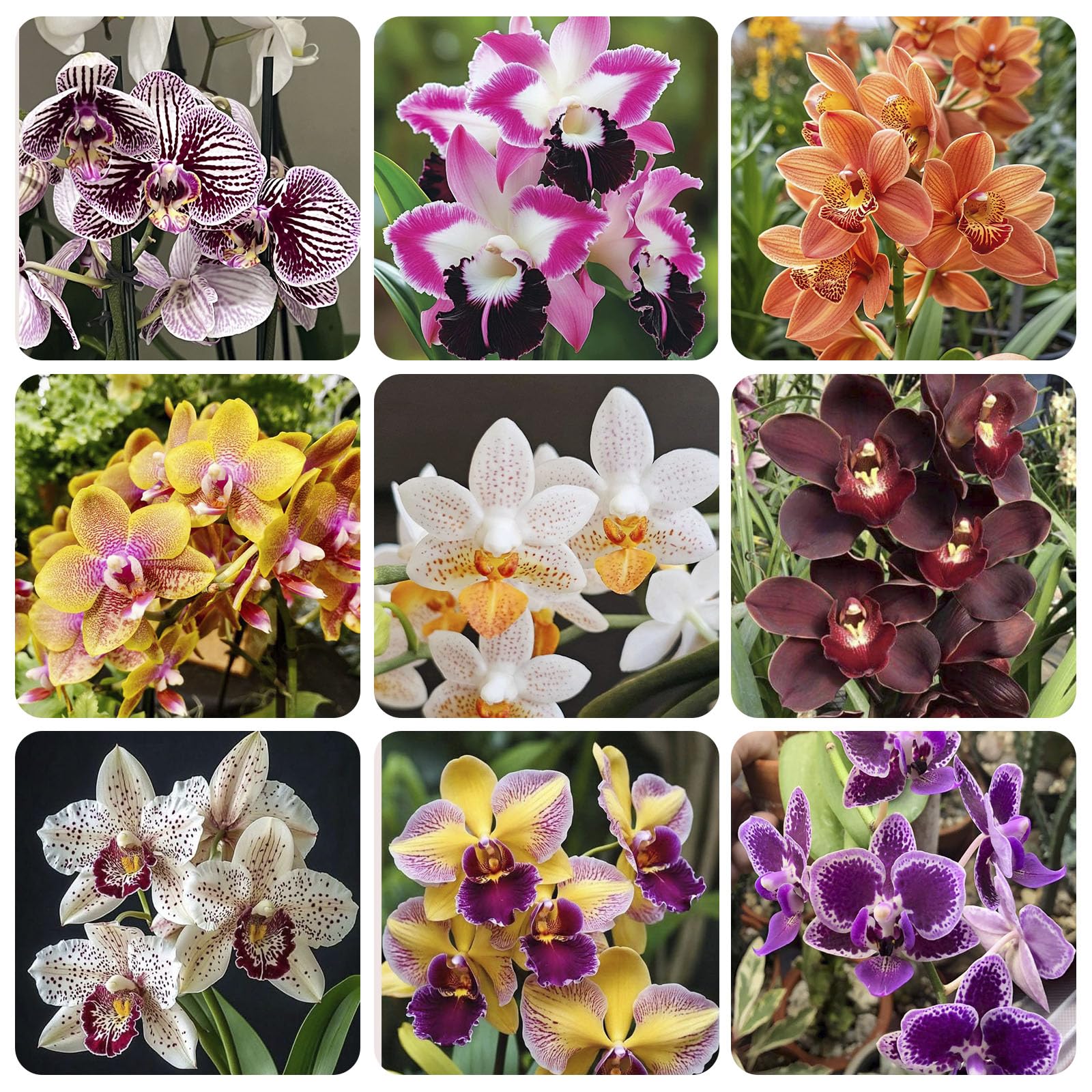 110+ Mix Orchid Seeds ready for indoor potting to brighten home decor